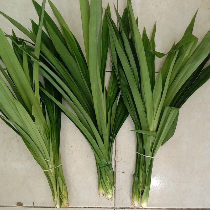 

Daun Pandan Segar 1 Ikat Pengiriman Instan Siap Pakai Untuk Masakan Minuman Aroma Harum Alami