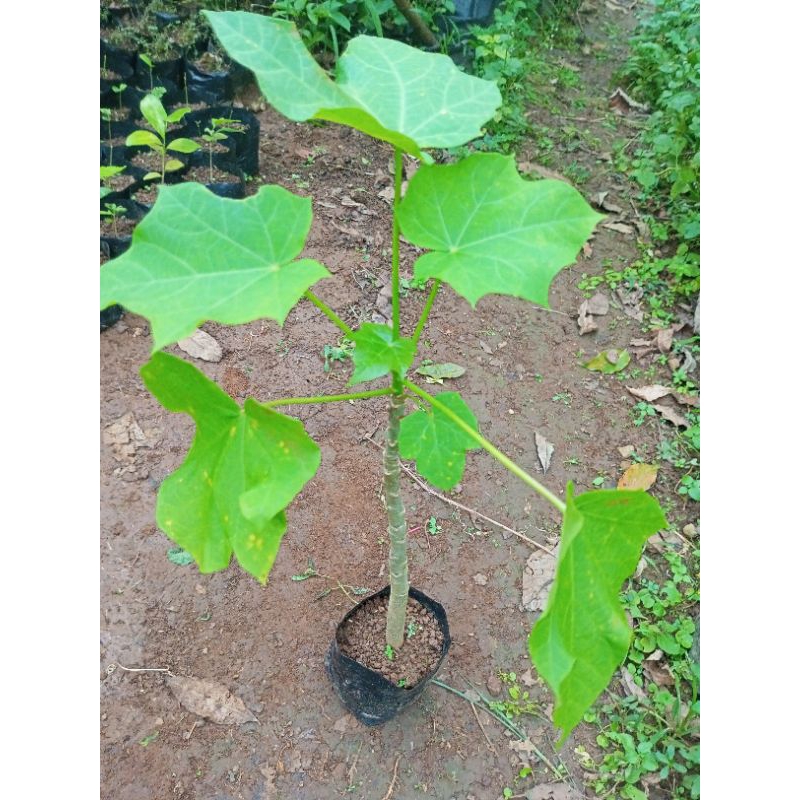 Tanaman Herbal Jarak pagar Daun jarak pagar