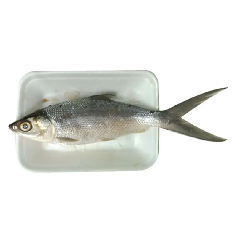 

Ikan Bandeng Super Segar 250gr Pengiriman Instan Siap Olah Untuk Bakar Goreng Sup dan Hidangan Laut Lezat