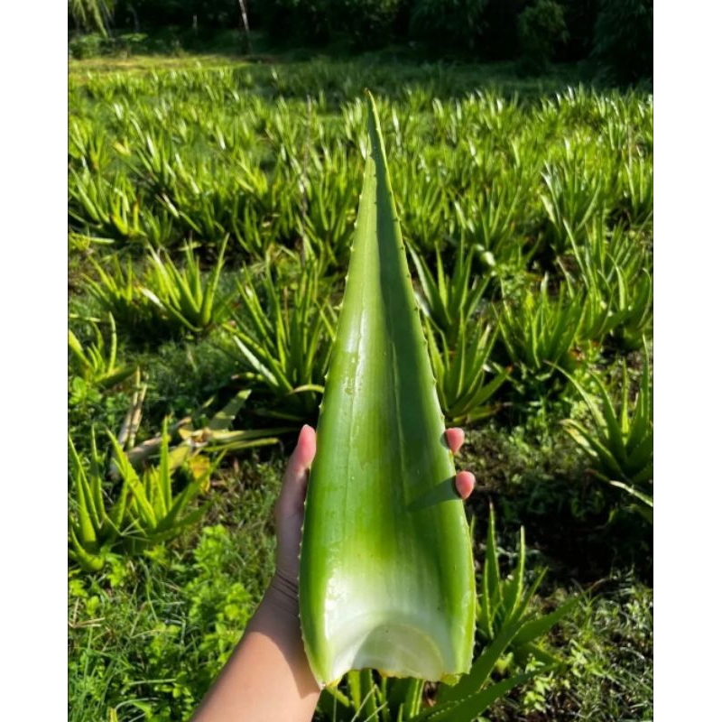 

LIDAH BUAYA ORGANIK JUMBO BATANG