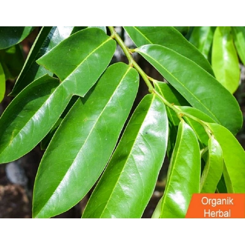 

Daun sirsak segar organik beli 1 gratis 2