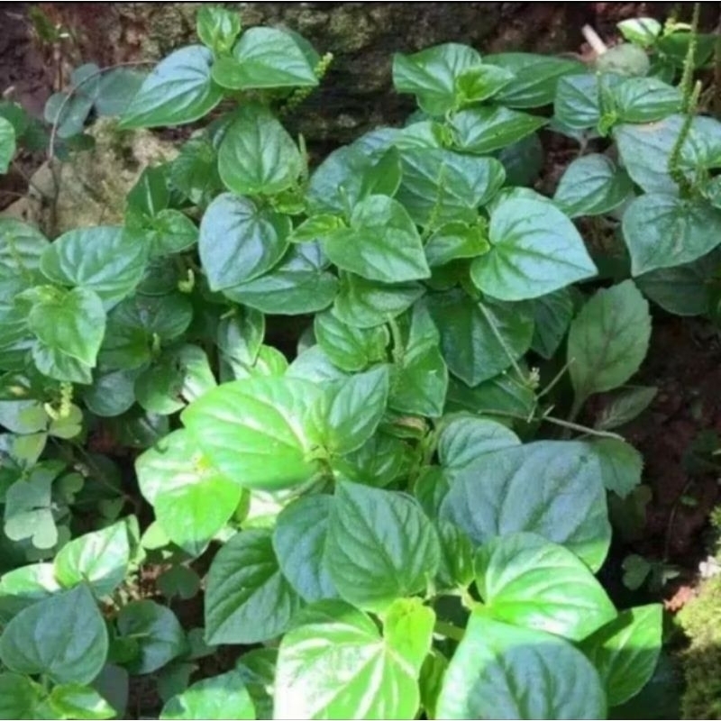

daun sirih cina segar 100 gram