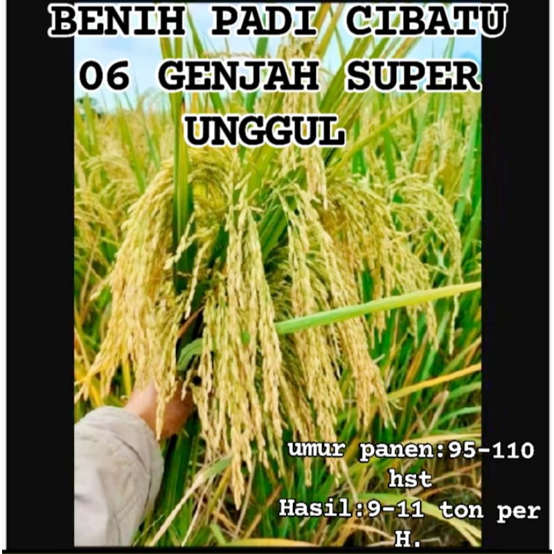 BENIH BIBIT PADI GENJAH CIBATU 06 UNGGUL KEMASAN 5KG NASI PUTIH PULEN