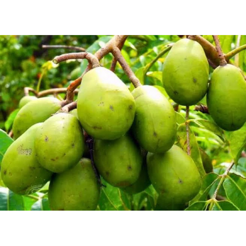

BUAH KEDONGDONG MADURA 500gr