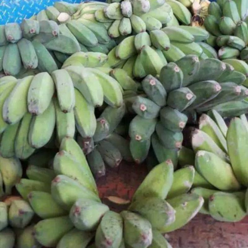 

BUAH PISANG KEPOK MENTAH petik tua dari pohon 1 sisir 1kg Lebih