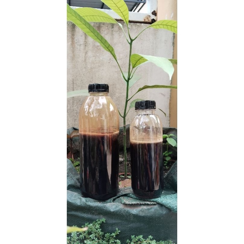 

Madu Multi Flora Asli - 100% Madu Murni Asli 1kg