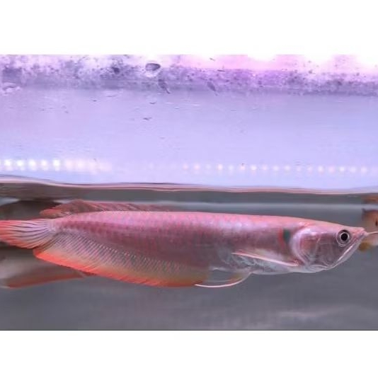 Arwana Silver Red Ikan Kualitas Super 15 Cm