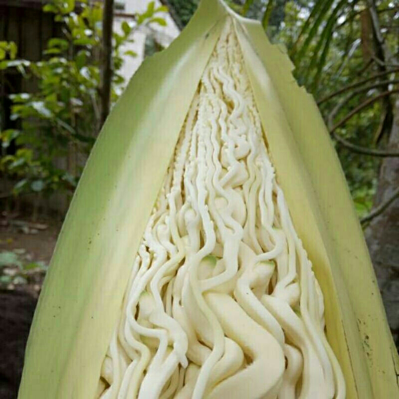 

bunga pinang super seger dan peres 1 kg