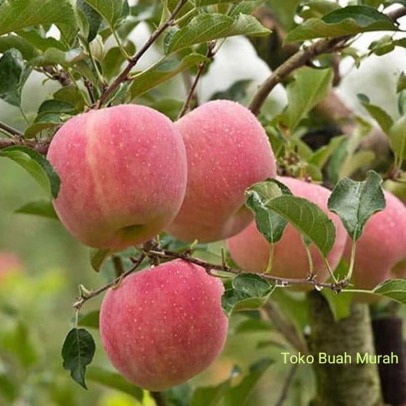 

Ada Buah Apel Fuji segar 1 kg