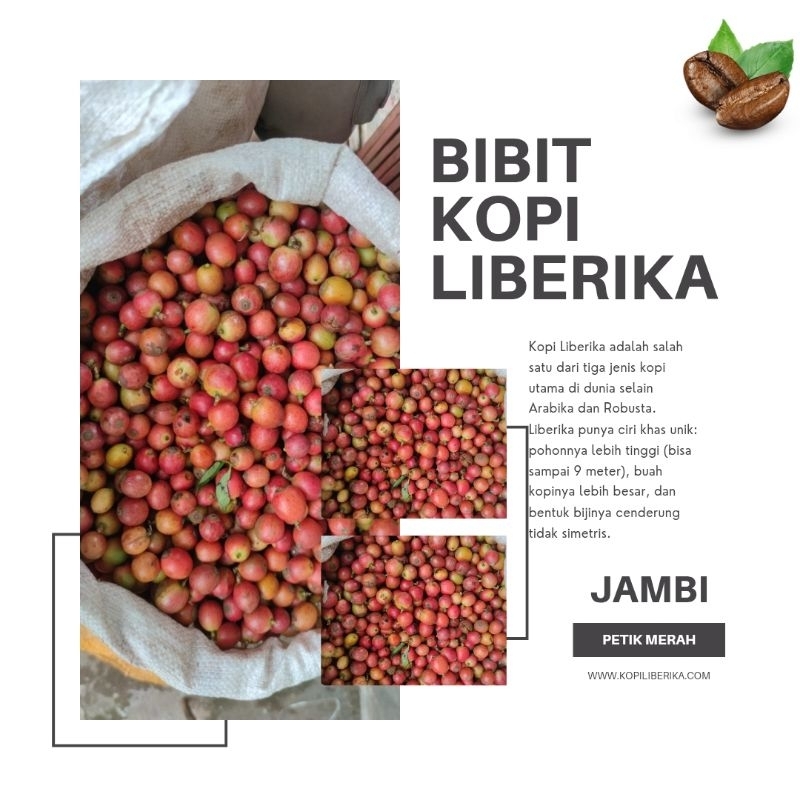 Bibit Kopi Liberika Petik Merah Cherry