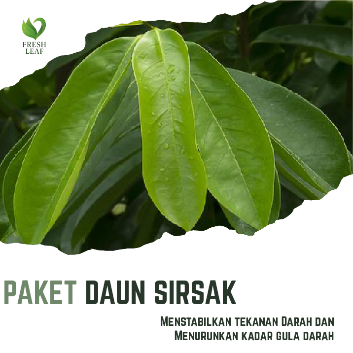 

Daun Sirsak Segar Non Pestisida Baru Dipetik Organik Herbal Menstabilkan Tensi dan Mengobati Diabetes