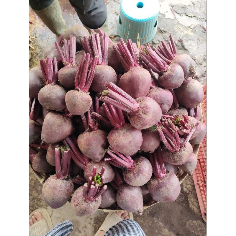 

termurah terlaris buah bit /beetroot 1kg berkualitas super, murmer 1kg