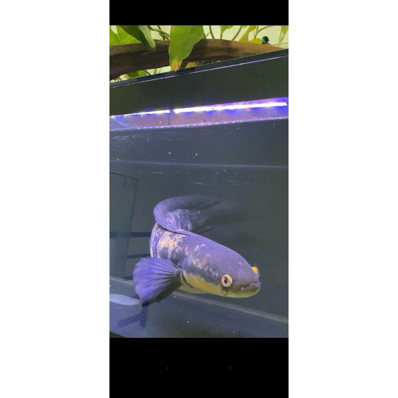 CHANNA BARITO PREDATOR AIR TAWAR JUMBO LANJUT PROGRES WARNA