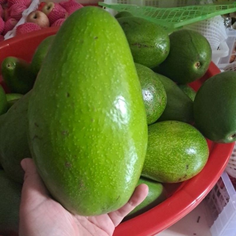

alpukat mentega lampung timur