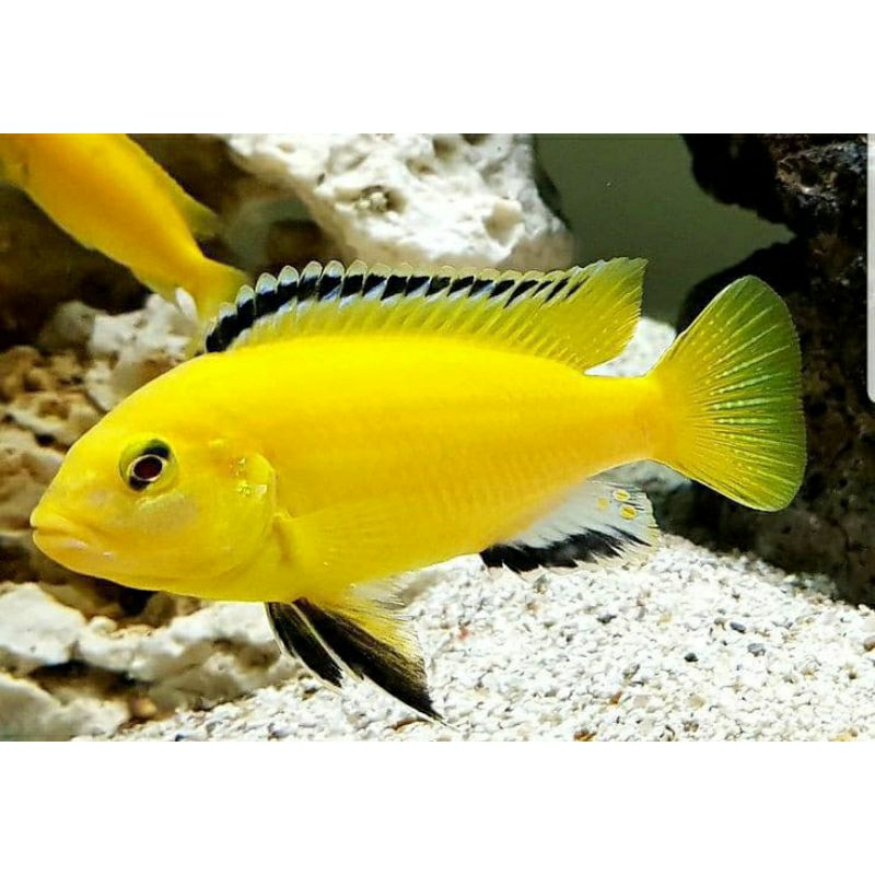HIASAN AQUARIUM CHICLID LEMON / IKAN TERAPI