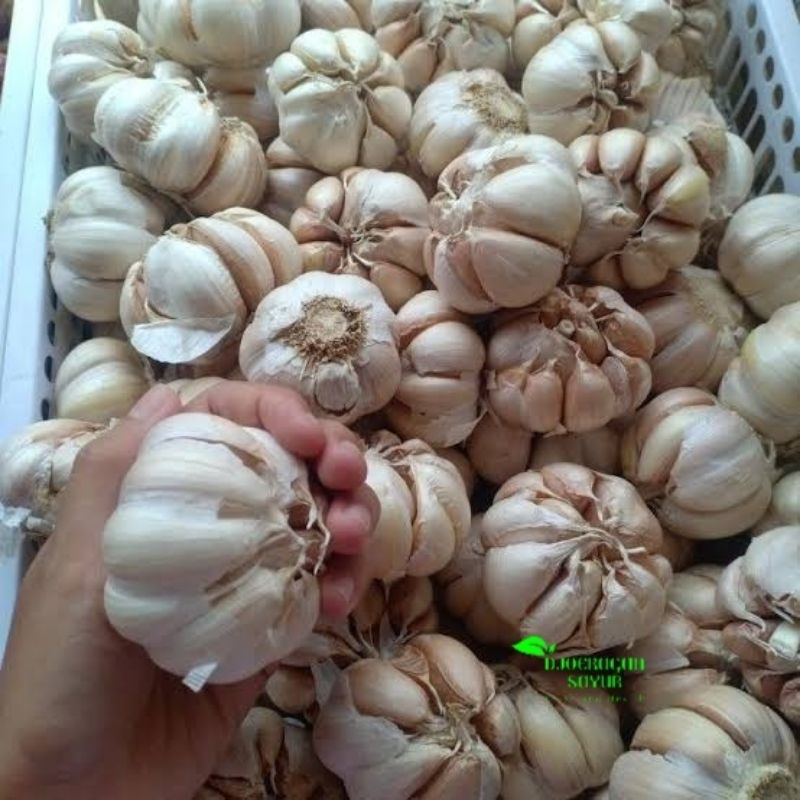 

Bawang Putih Berkualitas