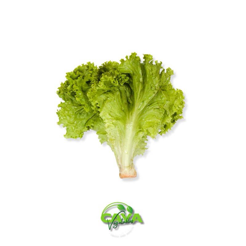 

KIRIM INSTAN Daun Selada Segar 250g – Sayuran Hijau untuk Salad dan Hidangan Sehat