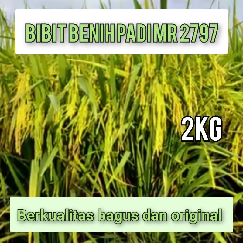 BIBIT BENIH PADI MR 297 KEMASAN 2KILO