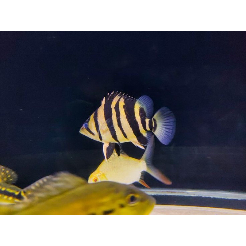 Hiasan Aquarium Datz Sumatra