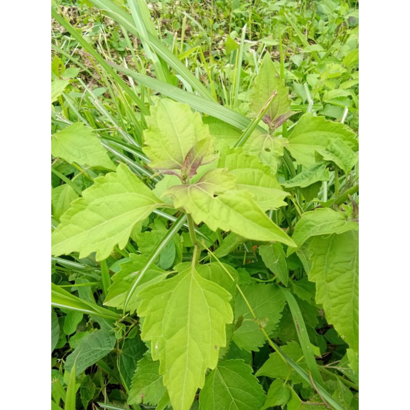 

Daun balakacida segar 500gm