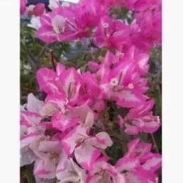 BOUGENVILLE CHERRY BLOSSOM-BIBIT BUNGA BOUGENVILLE -BUGENVIL OUTDOR (BIBIT)