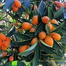 Bibit Tanaman Jeruk Nagami Bibit Jeruk Nagami