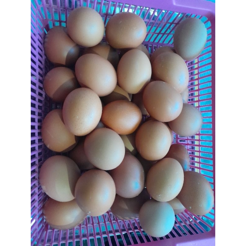 

Telur Omega3 2kg
