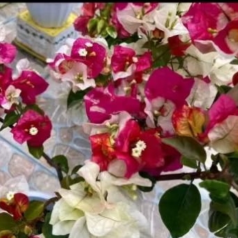 BOUGENVILLE BUNGA KERTAS//ICE CREAM (BIBIT)