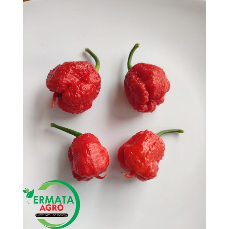 Cabai Terpedas / Cabe Carolina / Red Carolina Reaper