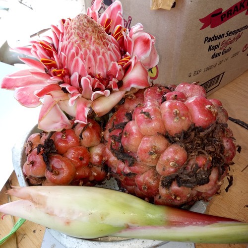 

UKURING Buah Honje Merah Kecombrang Merah [ FRESH PRODUK
