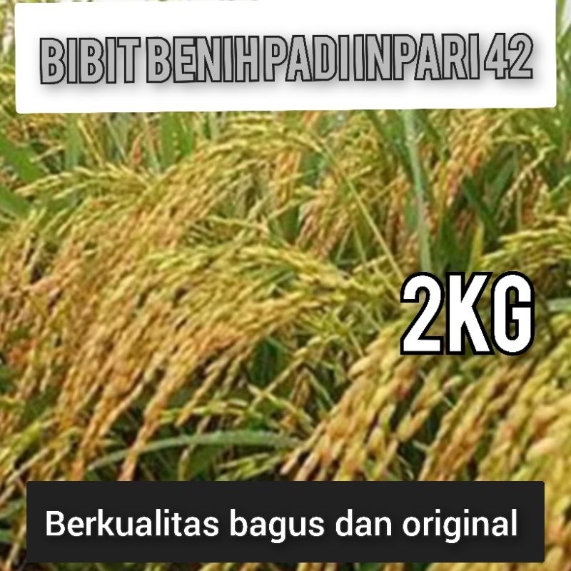 BIBIT BENIH PADI INPARI 42 KEMASAN 2KILO