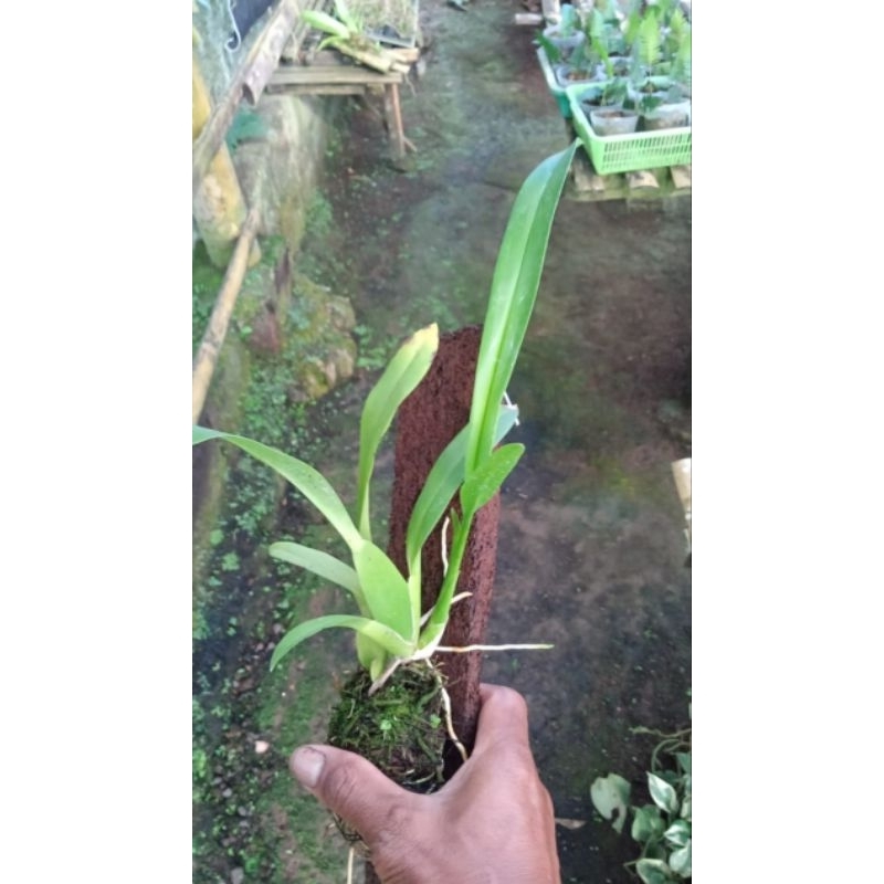 Oncidium brassia rex