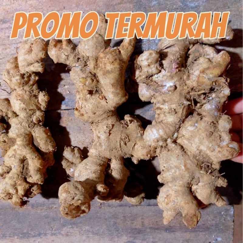 

Jahe emprit Jawa pedes Fress segar 500 gram promo