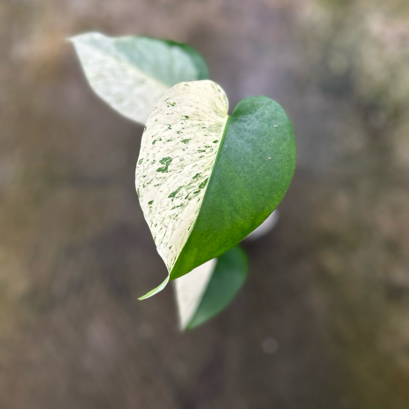Monstera Deliciosa Vietciosa Varigata