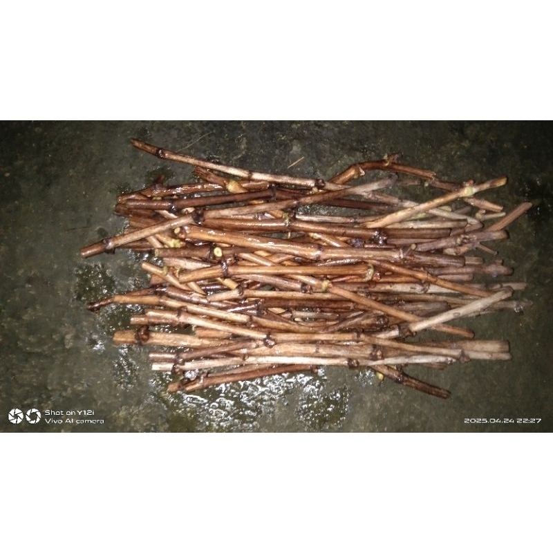 cutting anggur import