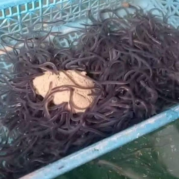 benih ikan sidat hidup premium isi 210 ekor