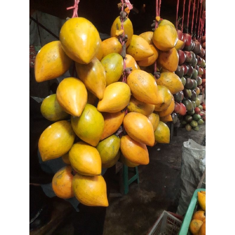 

1KG Sawo Belanda Segar - Alkesa/Campoleh
