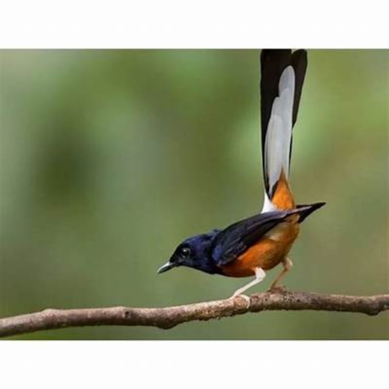 MURAI BATU MH JANTAN EKOR KLEWER