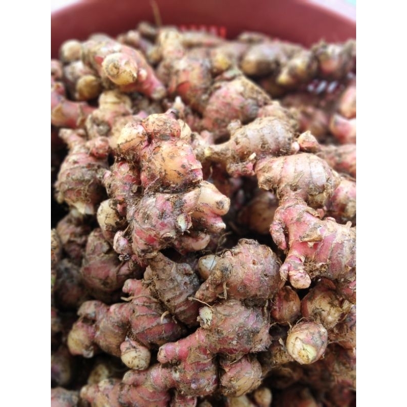 

JAHE MERAH 1 Kg, Jahe Merah Harga Promo