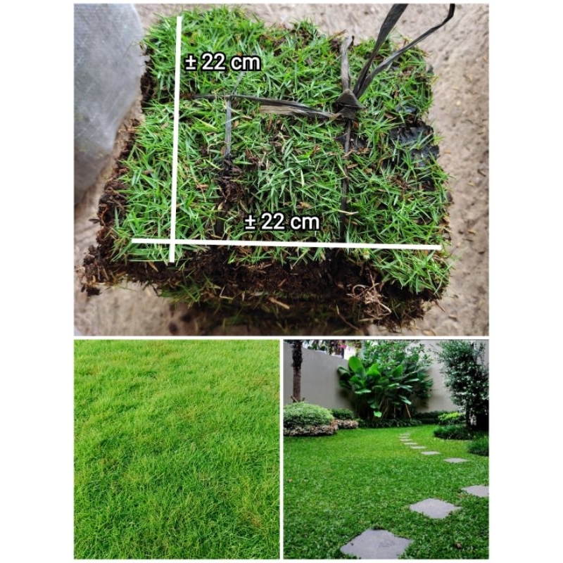 RUMPUT TAMAN RUMPUT PEKING JEPANG HIDUP RUMPUT GAJAH MINI HIDUP PER METER PERSEGI