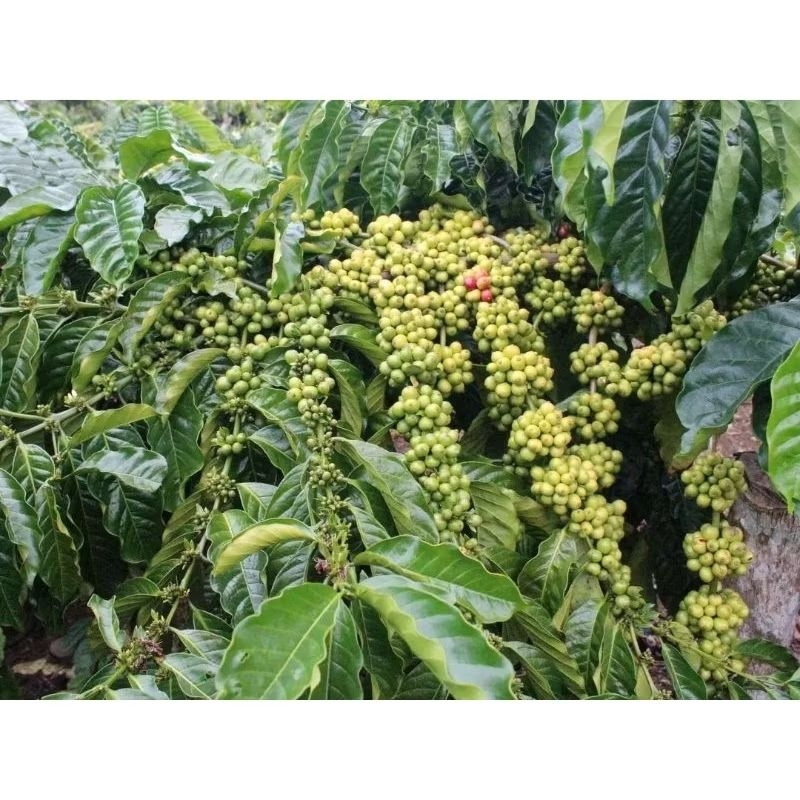 Entres kopi klon bagio per 50 ranting