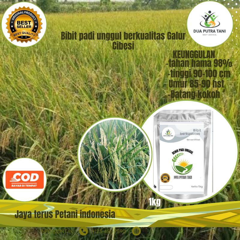 BENIH PADI GALUR CIBESI bibit padi 1kg