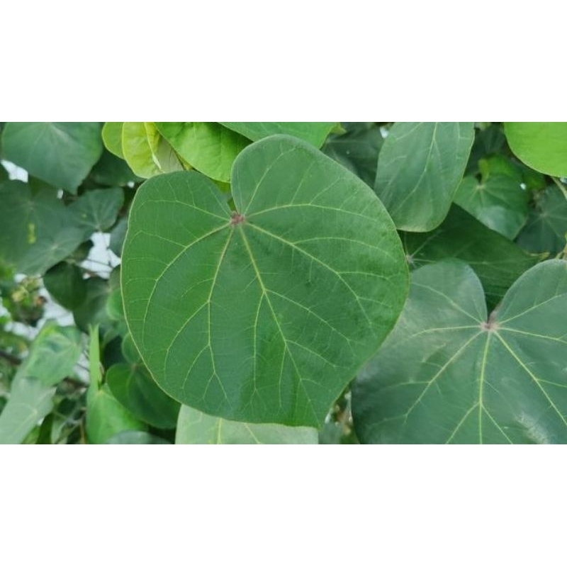 

daun waru segar 10 lmbar