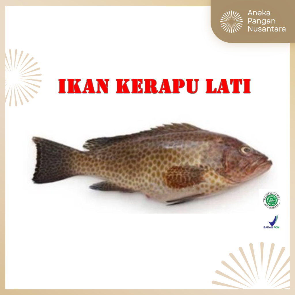 

Ikan Kerapu Lati frozen - 1 kg