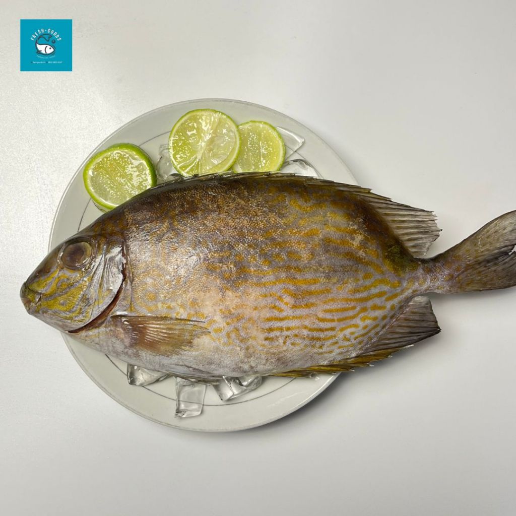 

Ikan Baronang Laut / Baronang Tulis DIJAMIN SEGAR DAN BERKUALITAS By Fresh Goods