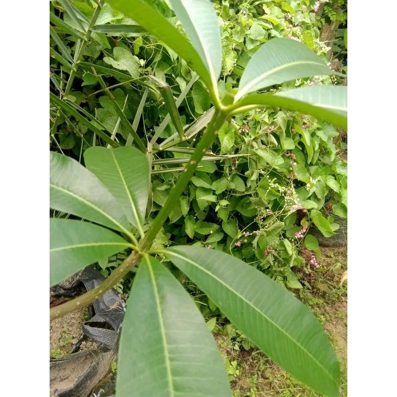 

Daun Pule Segar 250 Gram