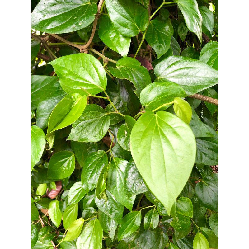 

DAUN SIRIH SEGAR - 1 lembar