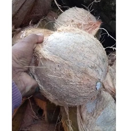 

Kelapa Tua Kelapa Untuk Santan Kelapa Grade A Kualitas Super