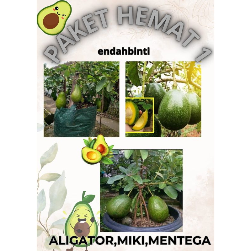 Alpukat miki,aligator mentega  siap berbuah
