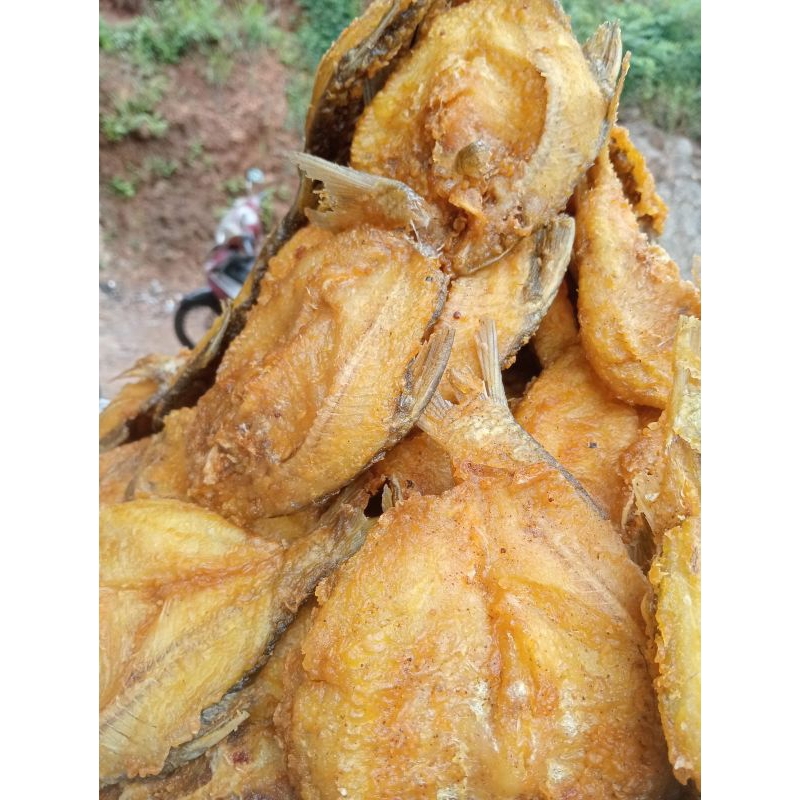 

wader besar waduk wonogiri,200 gr